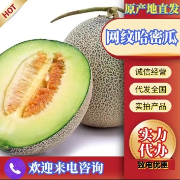 海南网纹瓜哈密瓜基地直供全国渠道代发欢迎电话咨询合作