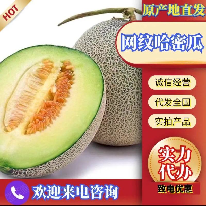海南网纹瓜哈密瓜基地直供全国渠道代发欢迎电话咨询合作