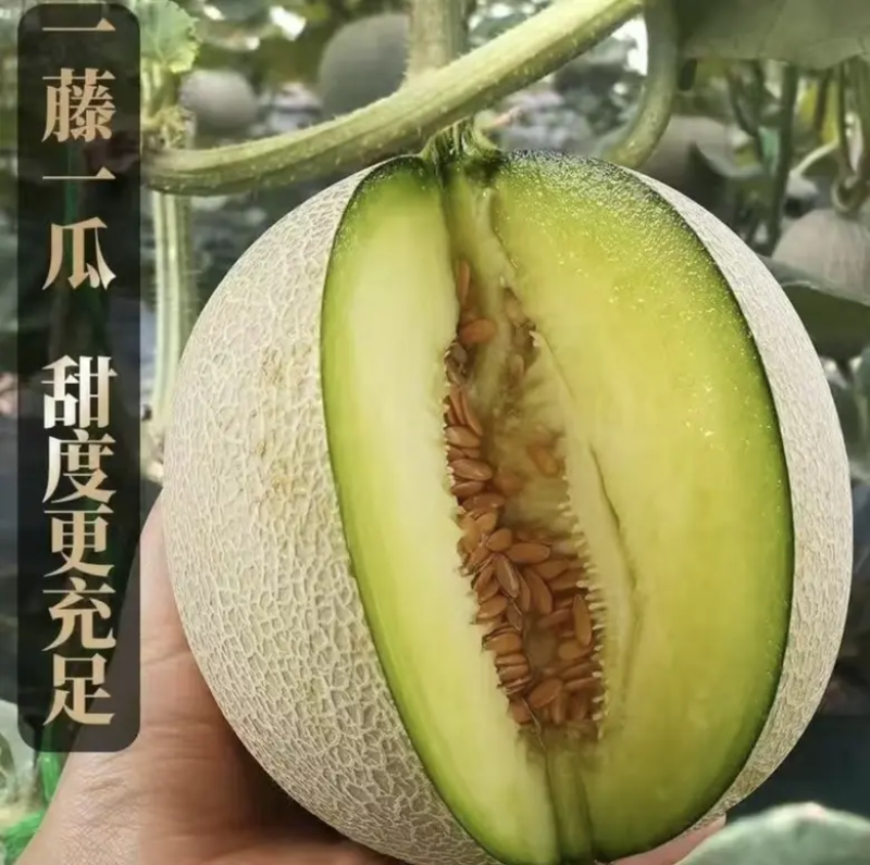 海南网纹瓜哈密瓜基地直供全国渠道代发欢迎电话咨询合作