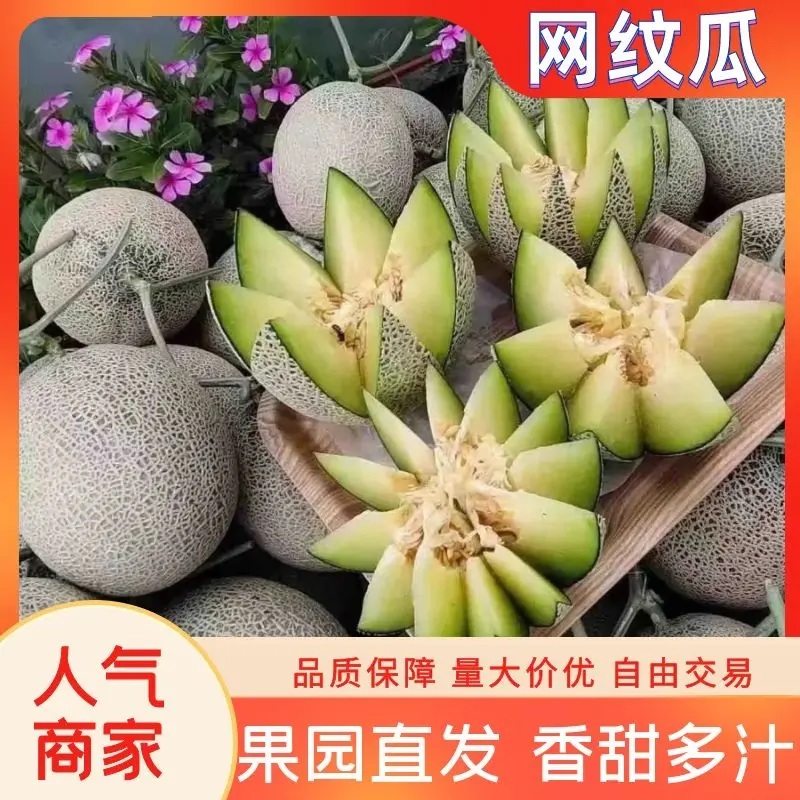 海南网纹瓜哈密瓜基地直供全国渠道代发欢迎电话咨询合作