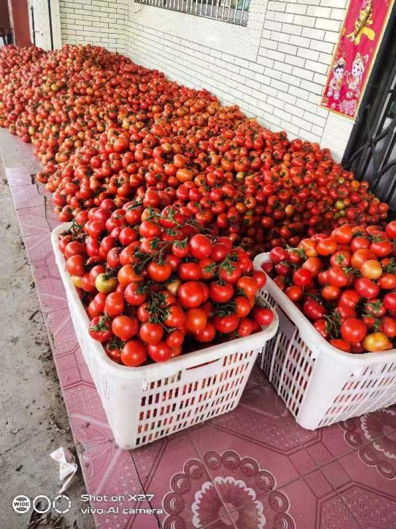 【推荐】四川精品西红柿大红西红柿大量有货欢迎致电详谈