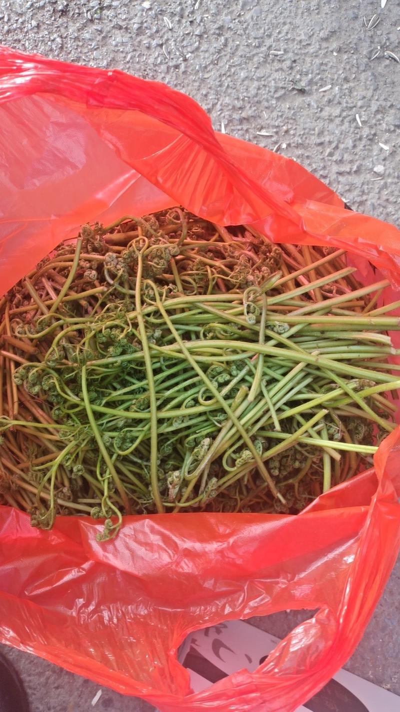 大山野菜蕨菜，没水洗，辽宁省本溪市