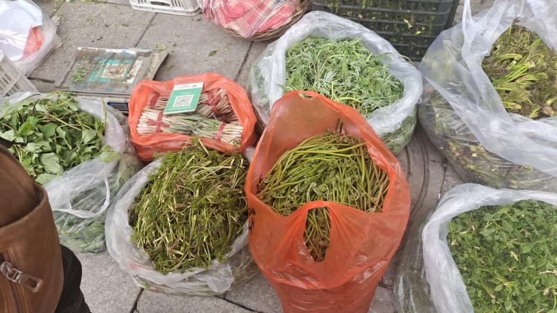 大山野菜蕨菜，没水洗，辽宁省本溪市