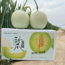 山东玉菇甜瓜直播带货整车批发社区团购一件代发