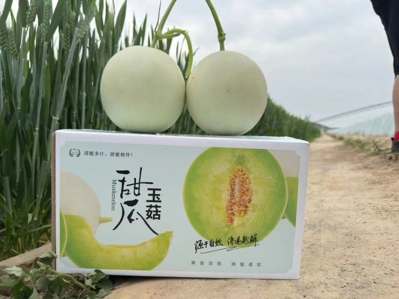山东玉菇甜瓜一件代发社区团购产地直发日发万单