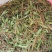 精品，新鲜一支箭一叶草！！！！！！！！！！