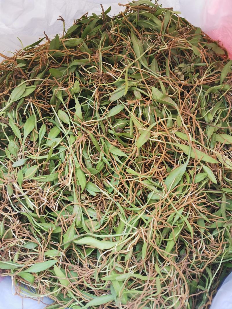 精品，新鲜一支箭一叶草！！！！！！！！！！