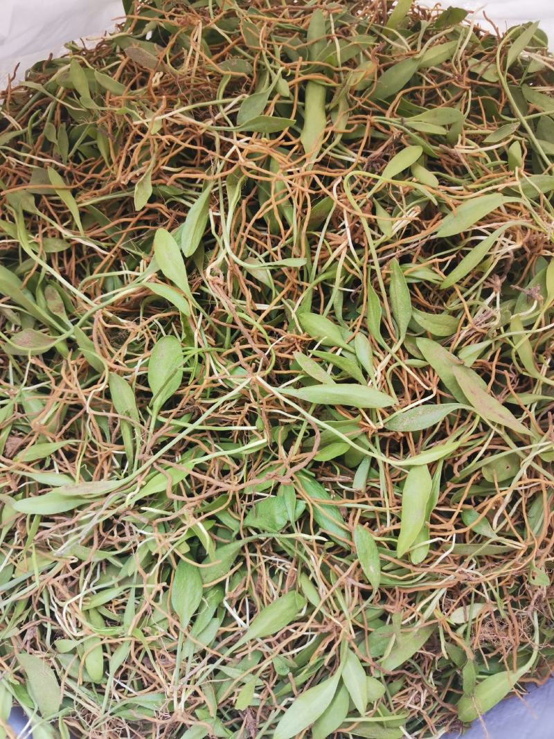 精品，新鲜一支箭一叶草！！！！！！！！！！