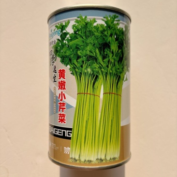 芹菜种子烈焰快芹高产抗病粗纤维少抽苔晚生产快鲜嫩速生西芹