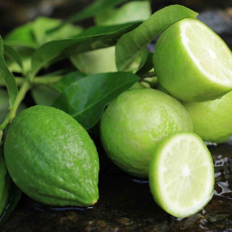 【精品】香水柠檬，广西梧州产地直供质量保证，茶饮专用