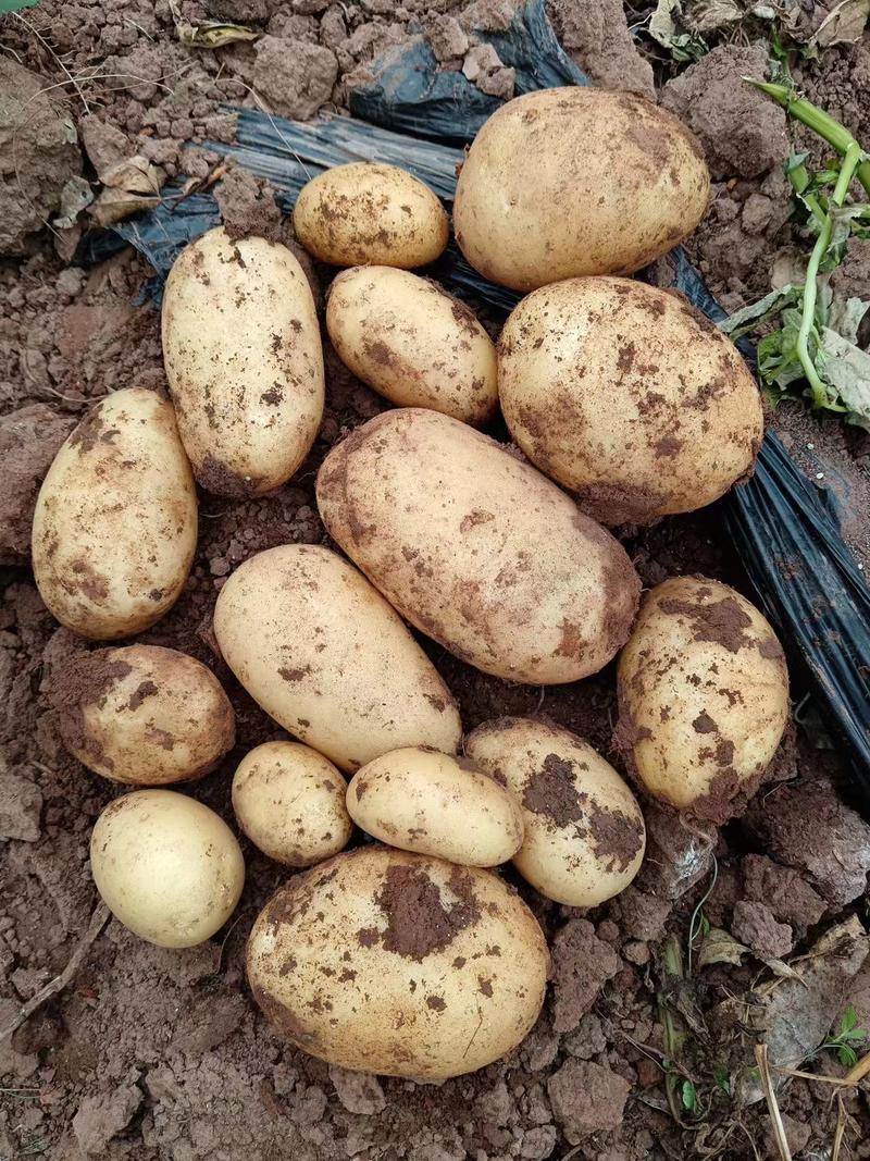 《火爆》湖北天门土豆，黄心土豆，个头大，薯形好，视频看货