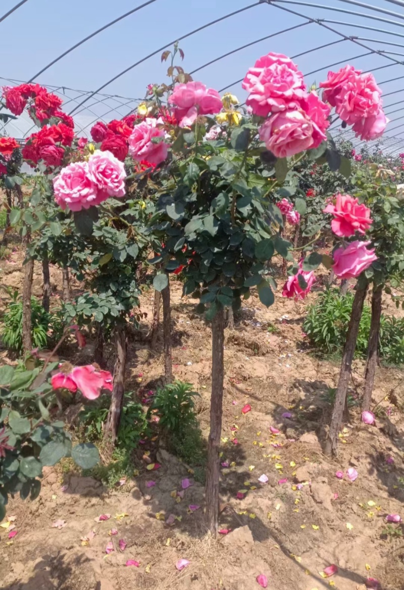 树状月季地径:3公分、4公分、5公分、6公分，价格优惠。
