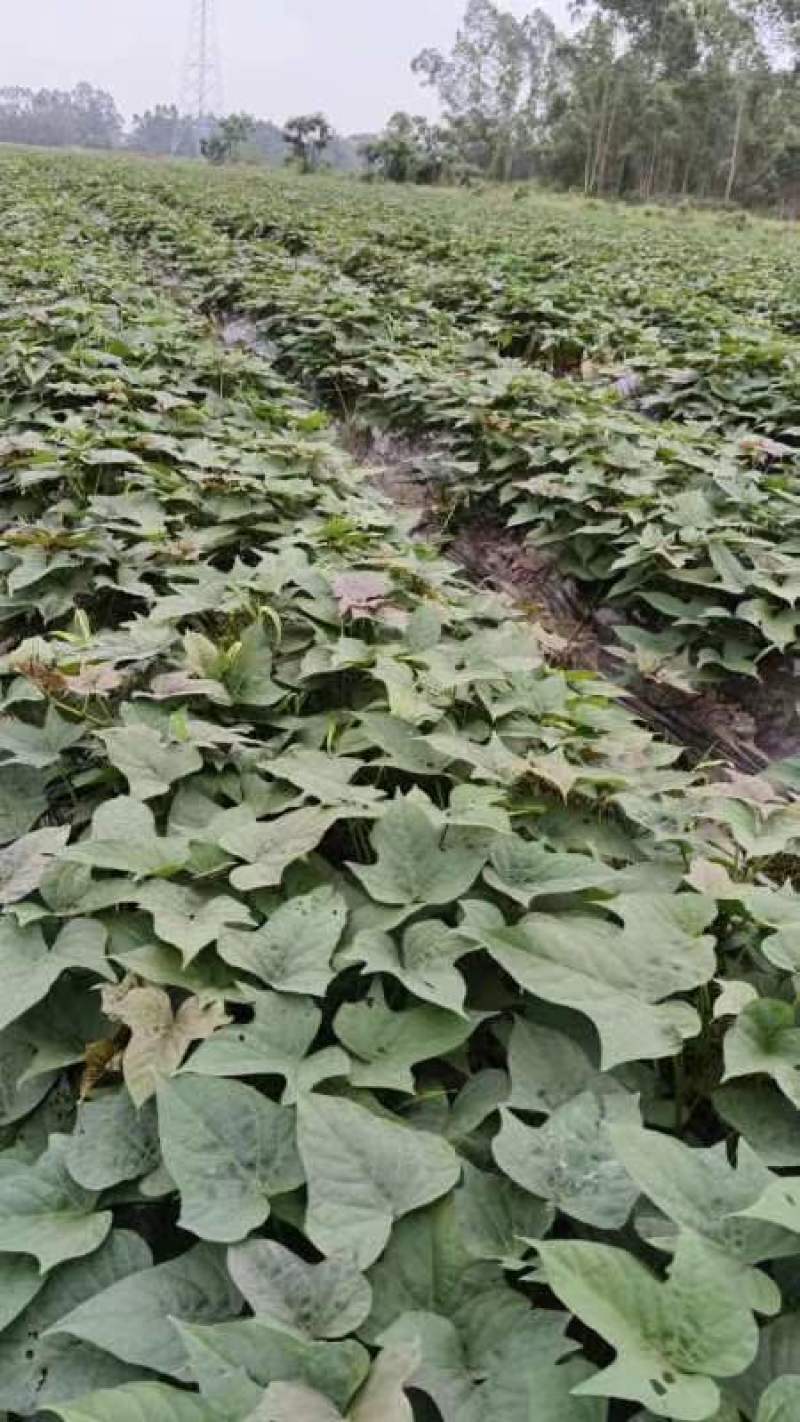 大量出售哈密大田剪苗