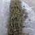 香浓茶