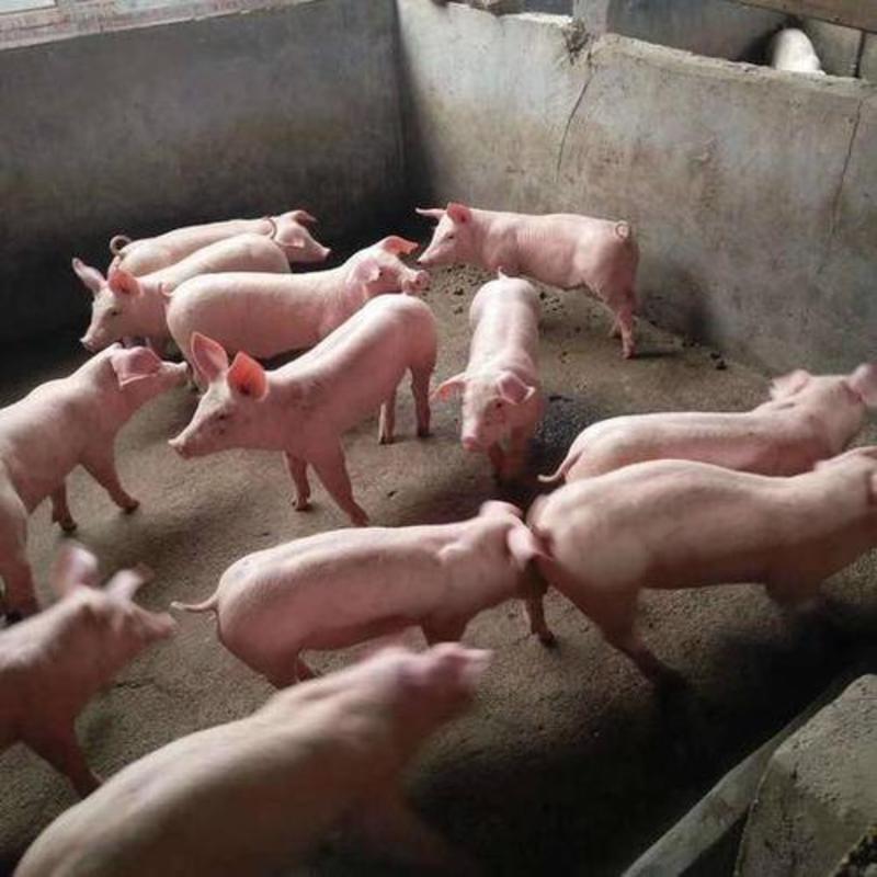 三元仔猪货源充足。防疫严格，品种纯正。猪场挑猪，
