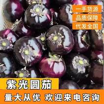 【推荐】山东聊城紫光圆茄产地直供对接各大市场商超