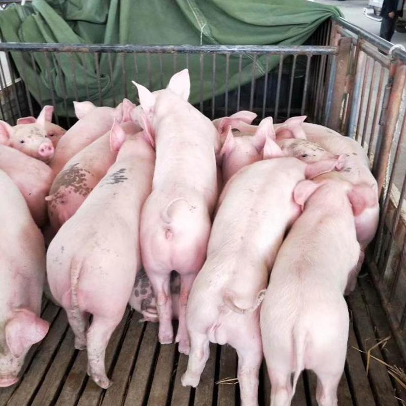 山东三元仔猪品种纯正，好饲养，抗病强，耐粗料，防疫到位，