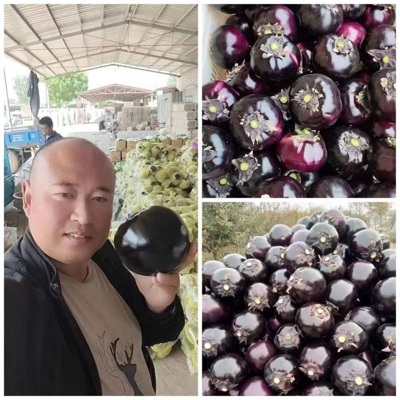 【实力推荐】山东聊城紫光圆茄山东茄子现摘现发产地直供