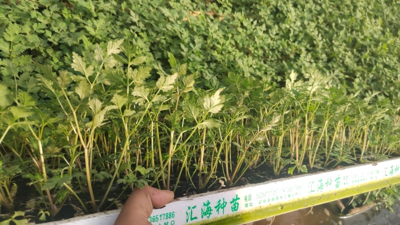 云南当归苗