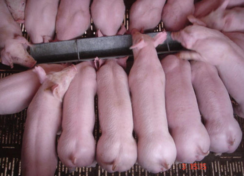 山东仔猪货源充足，防疫严格，包成活率，全国发货