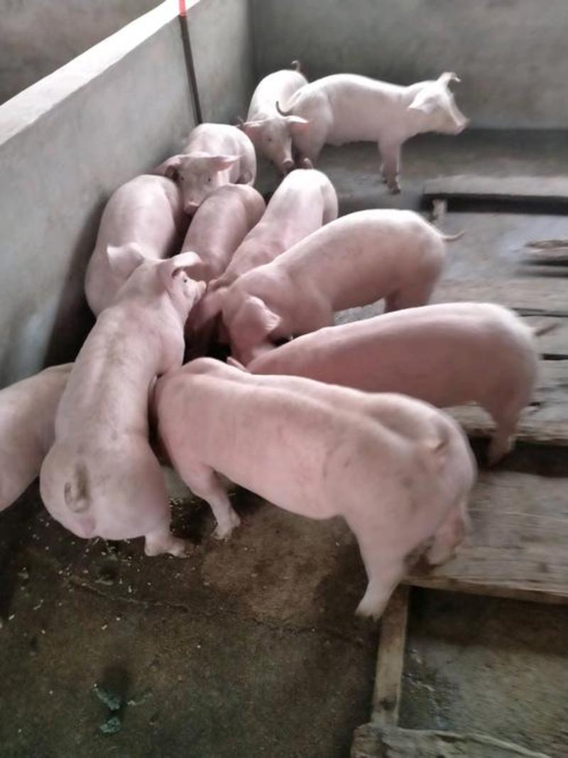 三元仔猪长势快，适应能力强，耐粗料好饲养，防疫严格包成活