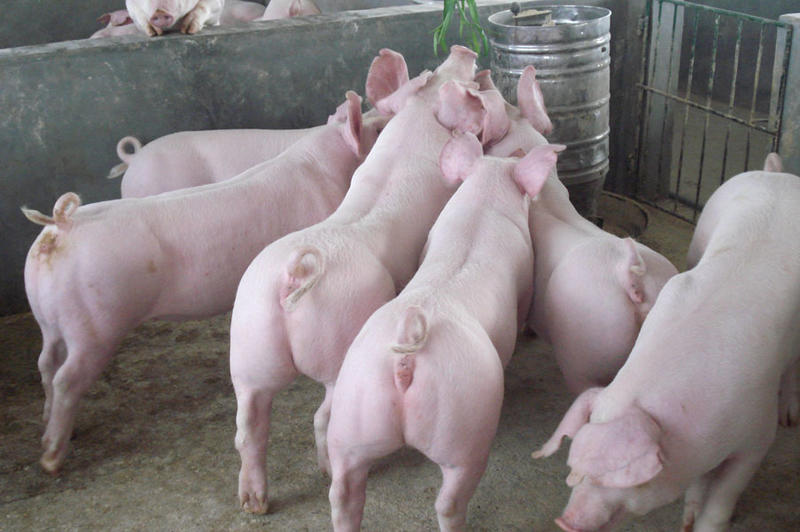 三元仔猪长势快，适应能力强，耐粗料好饲养，防疫严格包成活