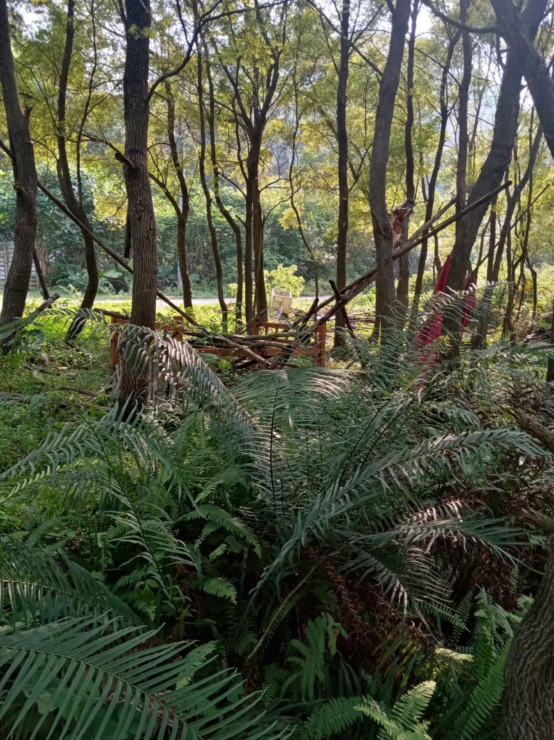 黄金香柳