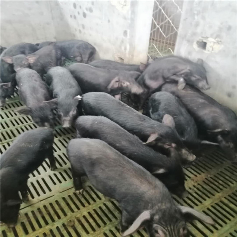 沂蒙黑仔猪杜洛克黑仔猪，黑金刚仔品种纯，涨势快，耐粗料，