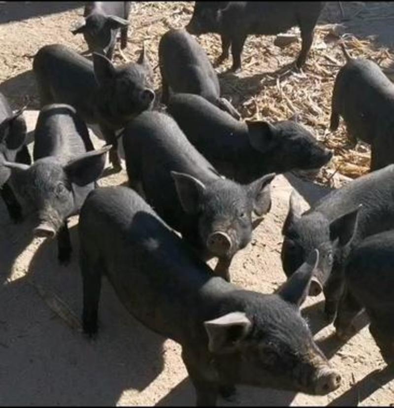 山东黑仔猪大量出售，货源充足，品种纯正，好饲养，防疫到位