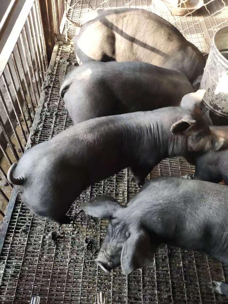 山东黑仔猪大量出售，货源充足，品种纯正，好饲养，防疫到位