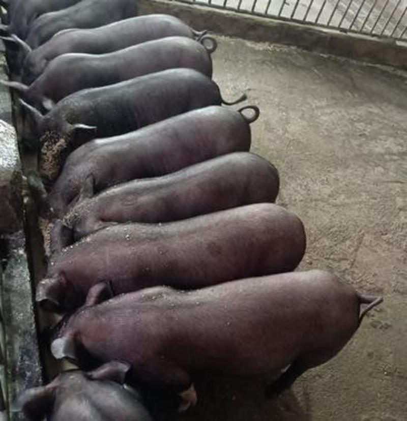 山东二元母猪黑母猪产仔率高，好饲养，长势快，适应能力，