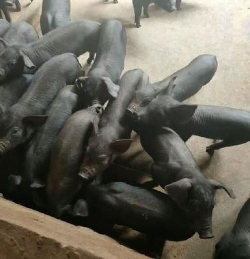 山东高产母猪全国发货包成活率，猪场挑猪送猪到家