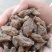 胰岛果紫漳荔