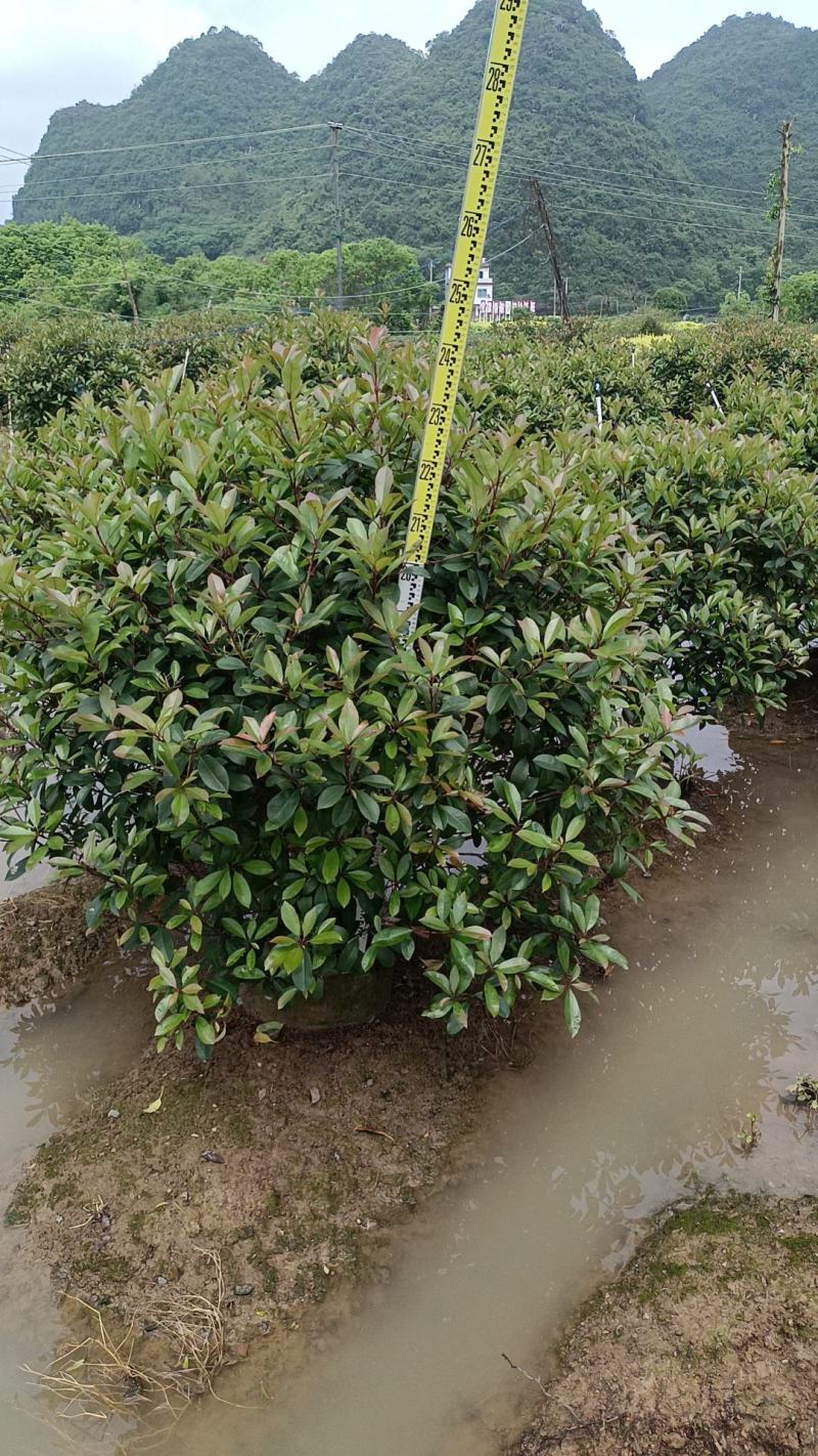 大量绿化苗乔灌木红花继木出售