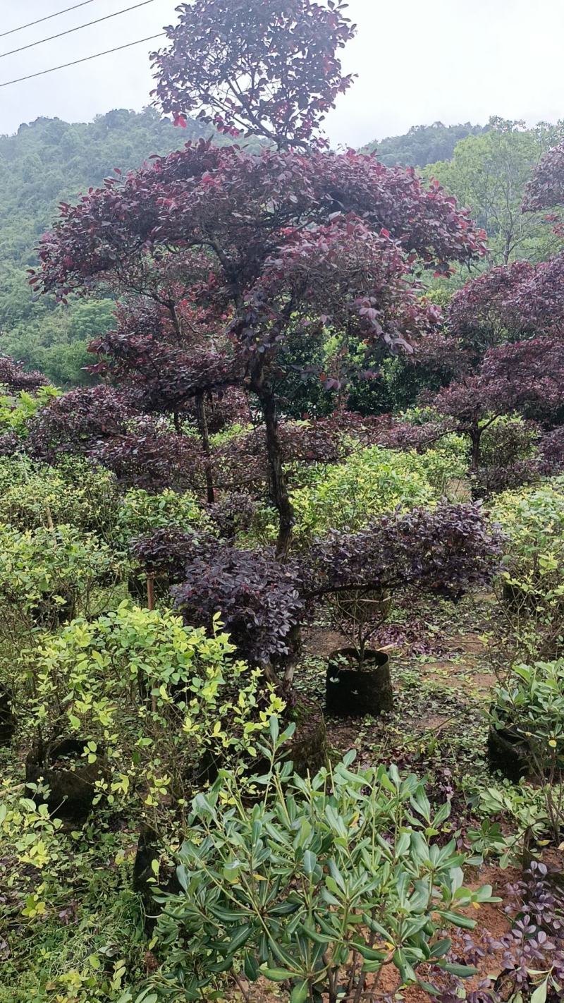大量绿化苗乔灌木红花继木出售