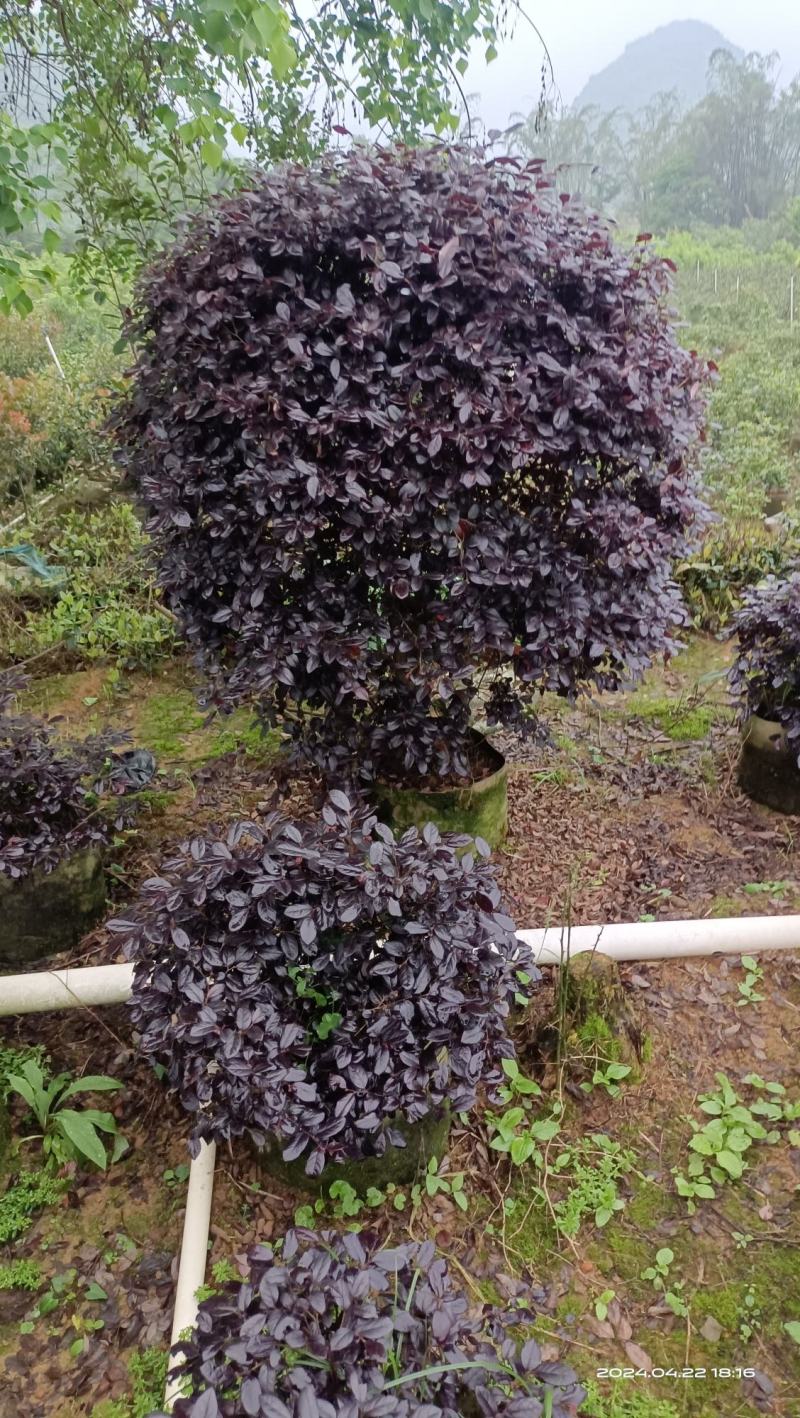 大量绿化苗乔灌木红花继木出售