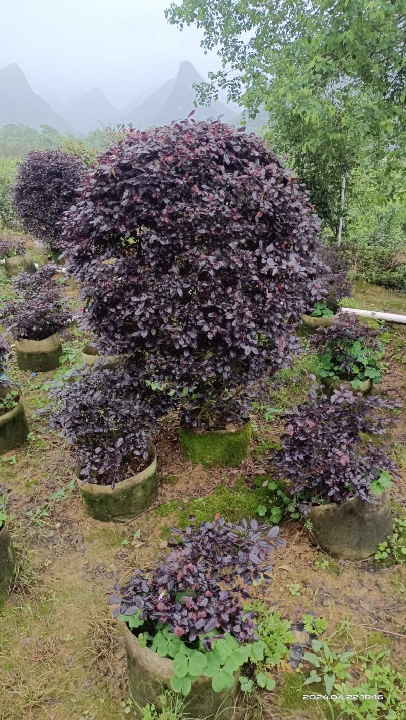 大量绿化苗乔灌木红花继木出售