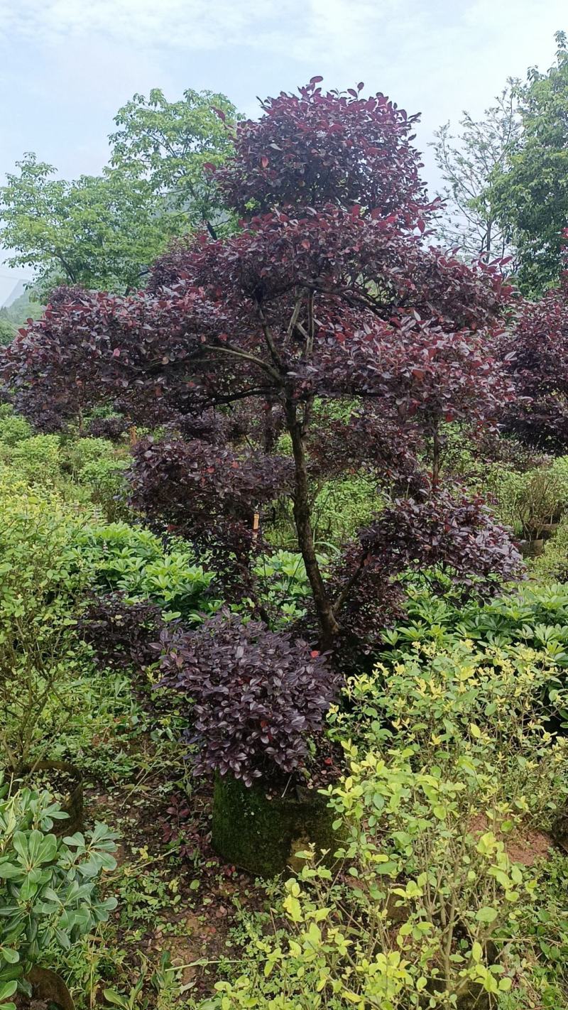 大量绿化苗乔灌木红花继木出售