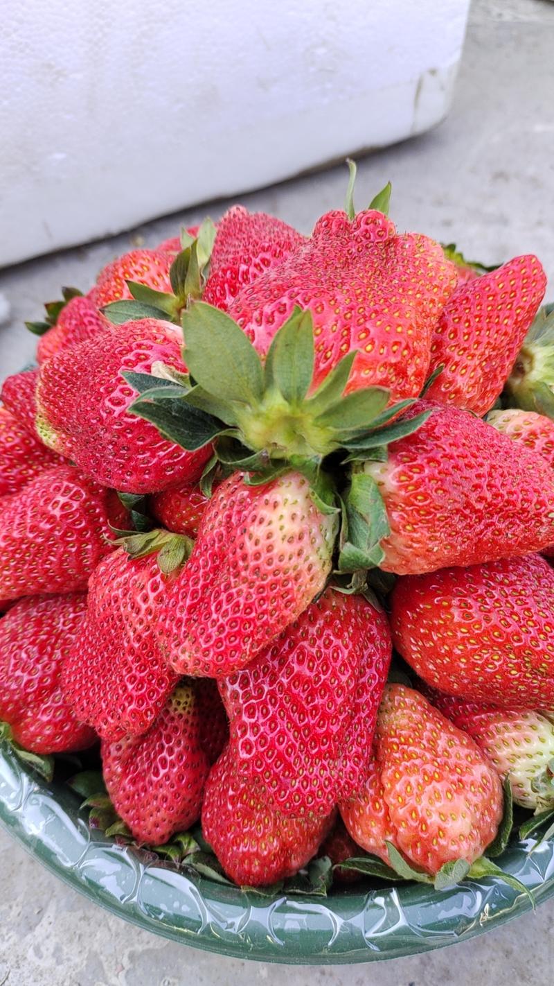 黔莓一号草莓大凉山冬季露天种植支持一件代发按需包装