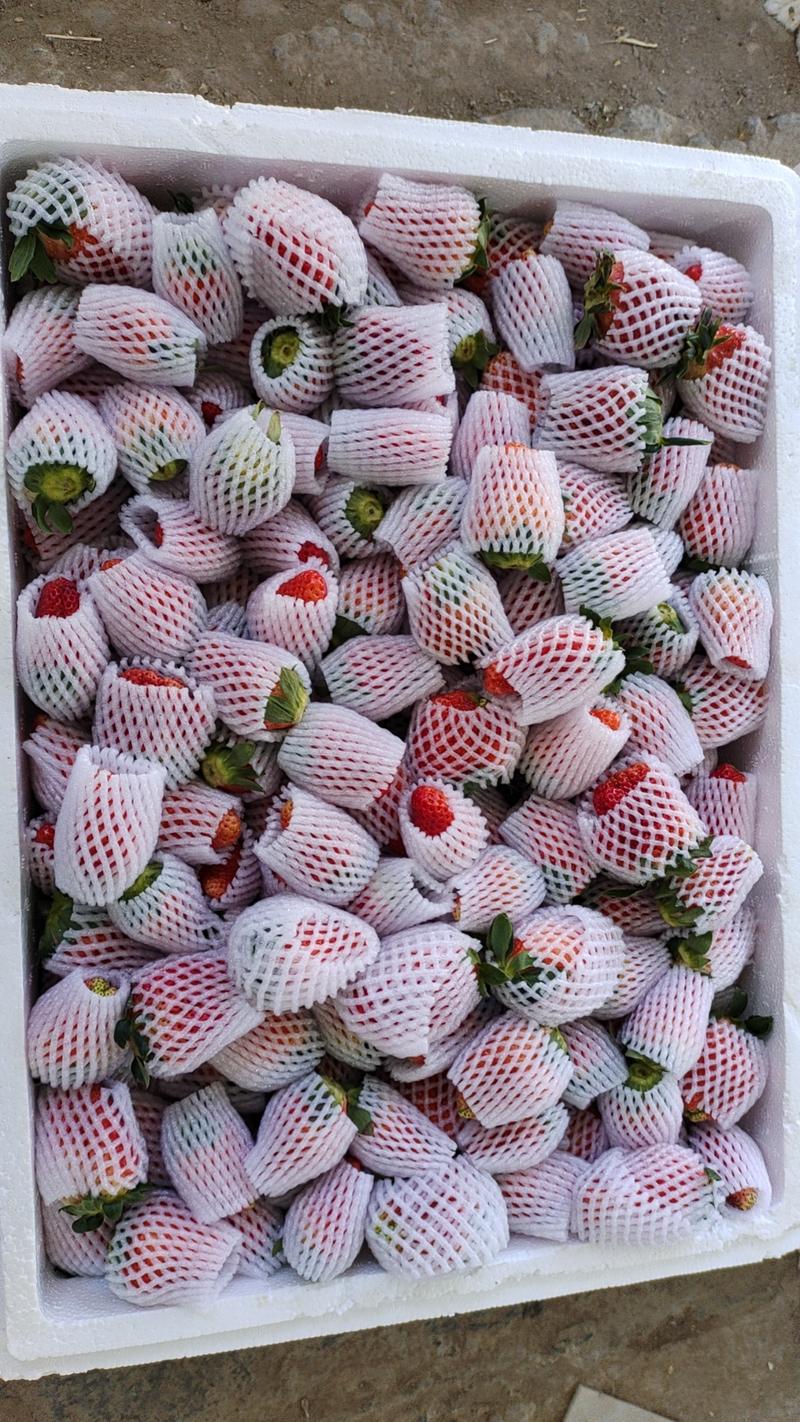 黔莓一号草莓大凉山冬季露天种植支持一件代发按需包装