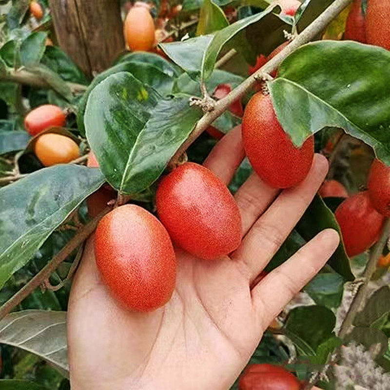 羊奶果苗一款值得种植的新品种果苗，场地直销包邮发货
