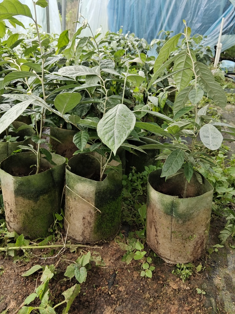 羊奶果苗一款值得种植的新品种果苗，场地直销包邮发货