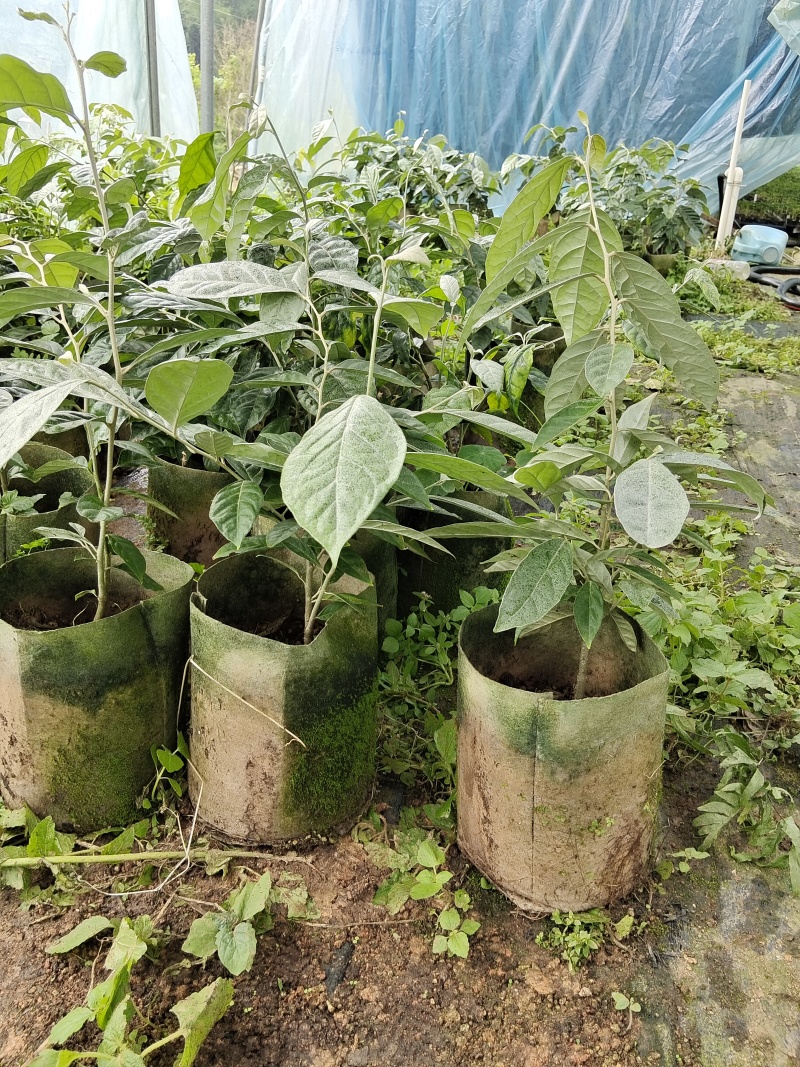 羊奶果苗一款值得种植的新品种果苗，场地直销包邮发货