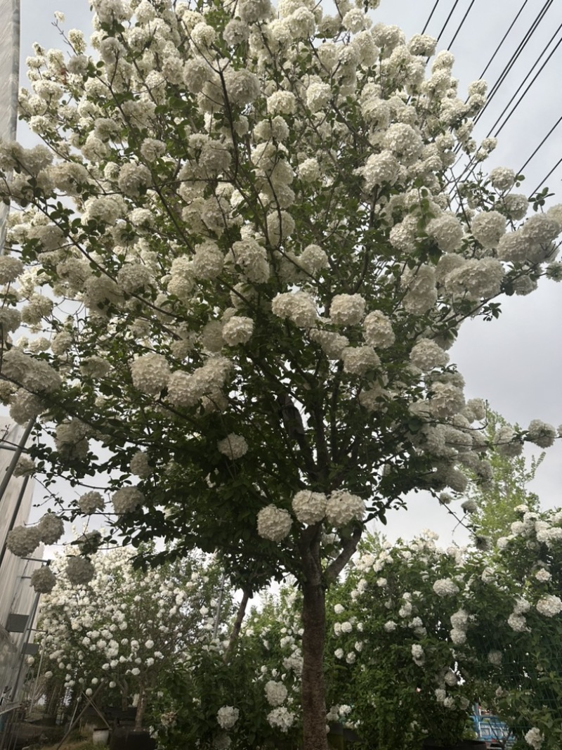 中华木绣球