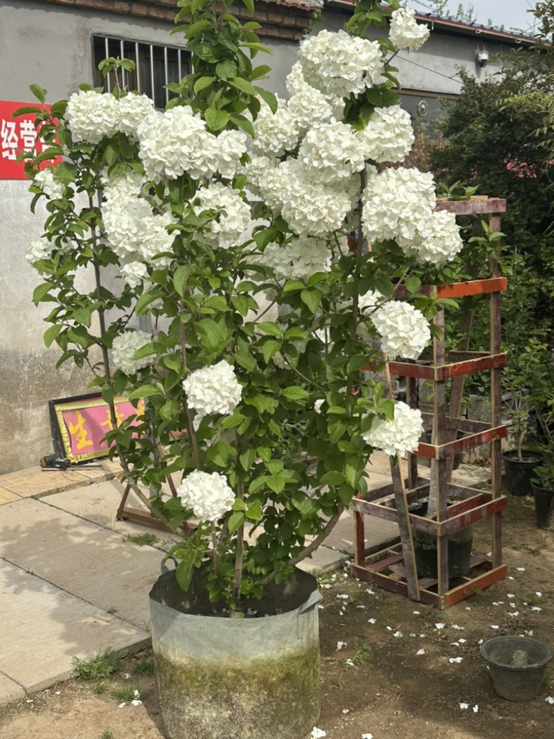 中华木绣球