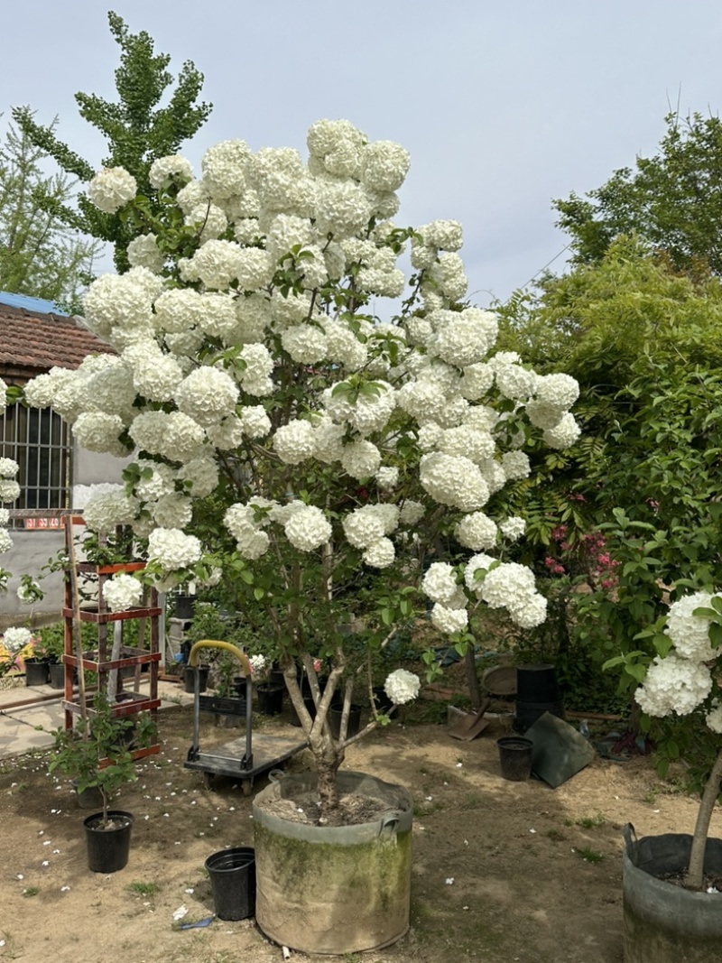中华木绣球
