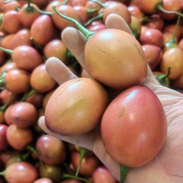 云南树番茄.长在树上番茄.可以做蔬菜做水果吃有营养价值高