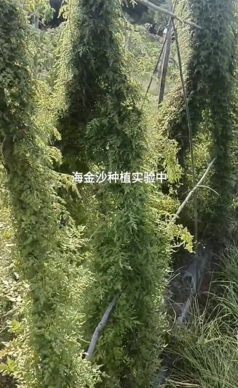 海金沙，科学改良炼化家，三年苗