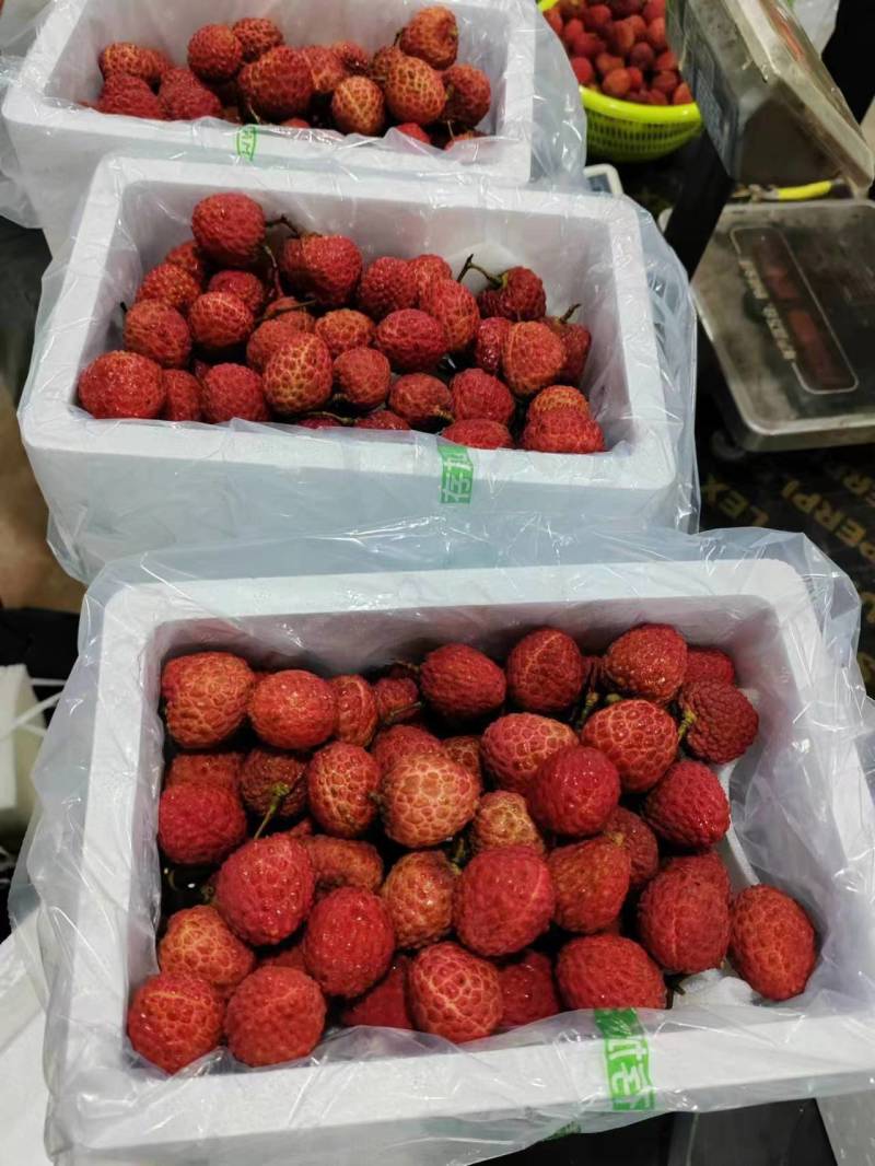 广东仙进奉上市了质量保证欢迎下单可空运