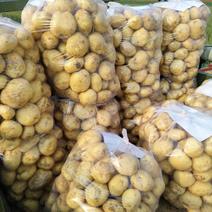 精品黄心土豆，产地直发，货源充足，全国发货，量大从优